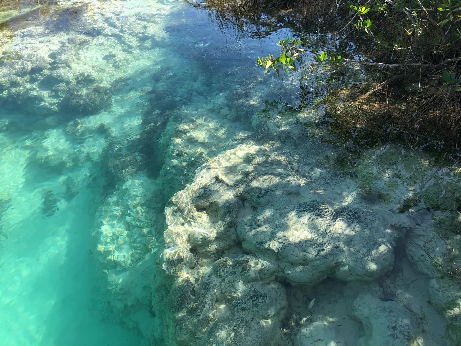 A large beige freshwater stromatolite formation just below the surface of the Bacalar lagoon