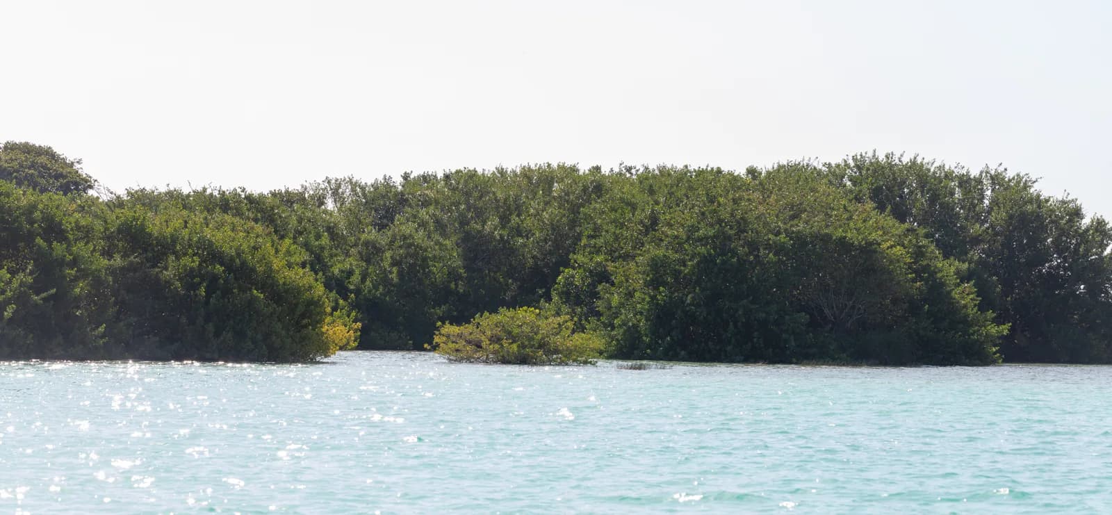 Isla de los Pájaros, a low mangrove island in the turquoise water of the Bacalar lagoon