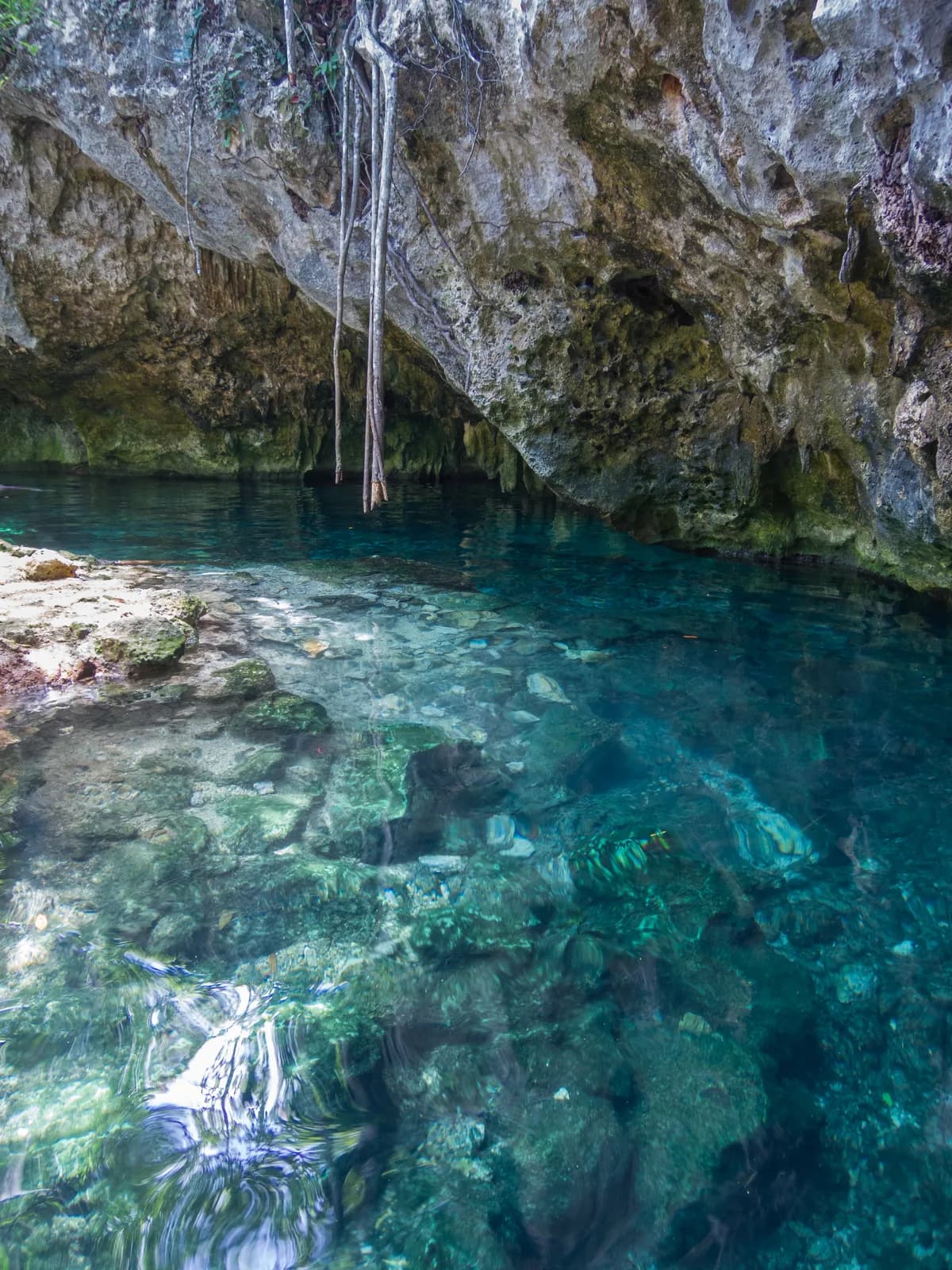 Clear turquoise water and limestone cave mouth at Gran Cenote near Tulum, Mexico
