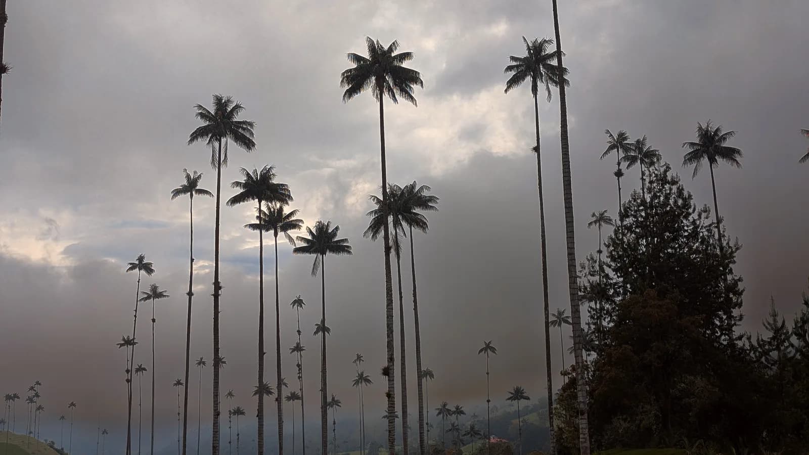 Silhouetted Quindío wax palms towering into a cloudy dusk sky in the Cocora Valley near Salento, Colombia