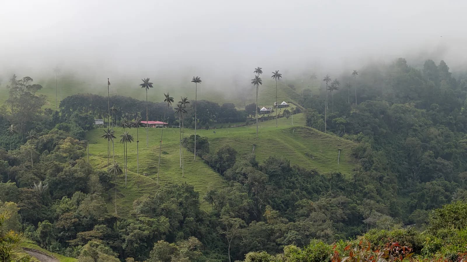 Cloud rolling over a farmhouse and wax palms on a green hillside in the Cocora Valley, Colombia