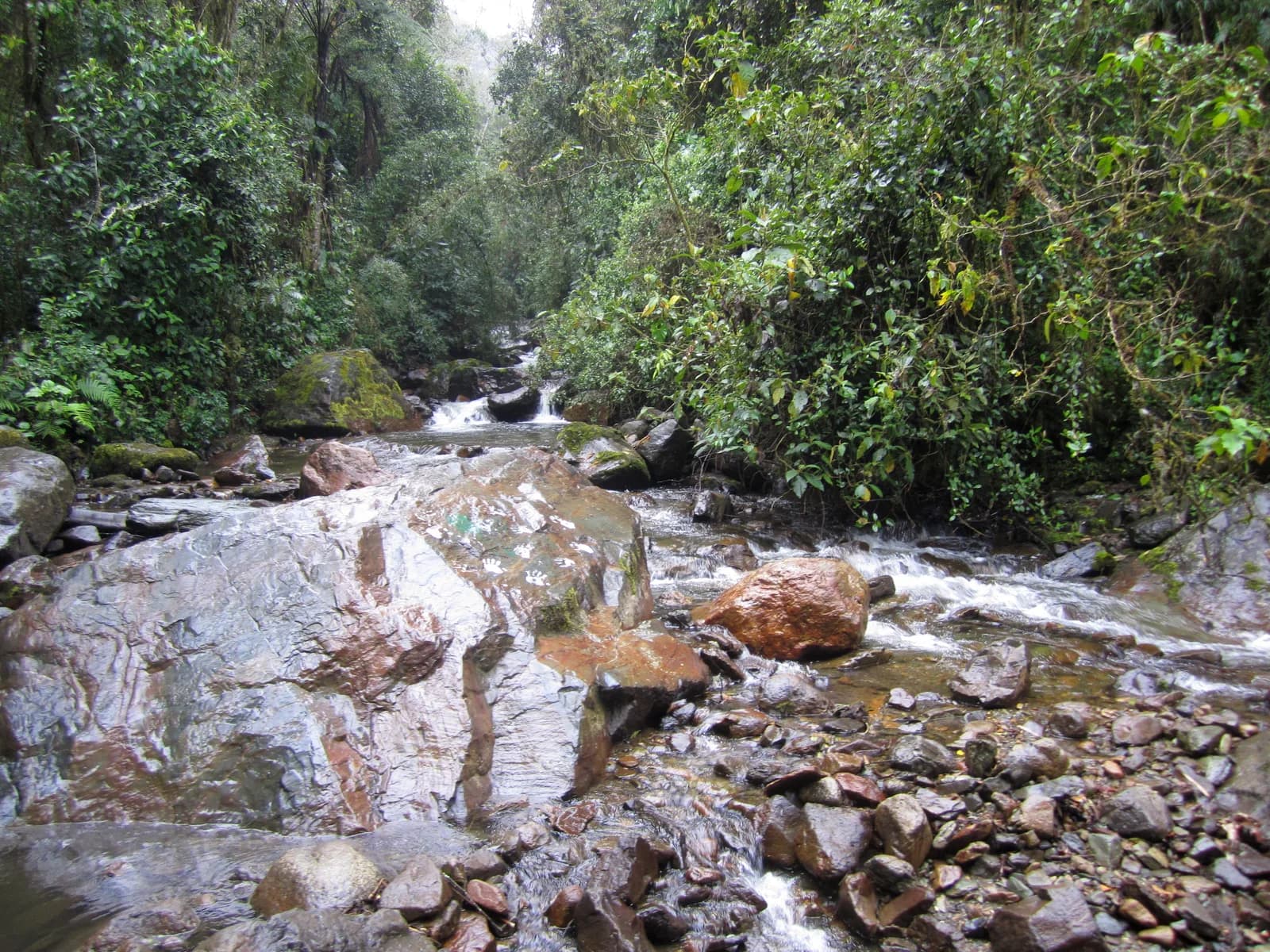Rocky mountain river running through dense cloud forest along the Cocora Valley loop trail, Colombia