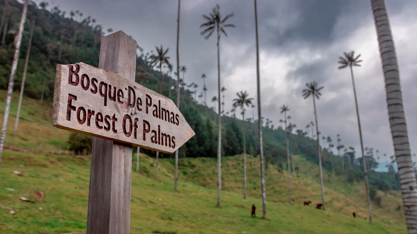 Wooden Bosque de Palmas signpost pointing toward the wax palm forest in the Cocora Valley, Colombia