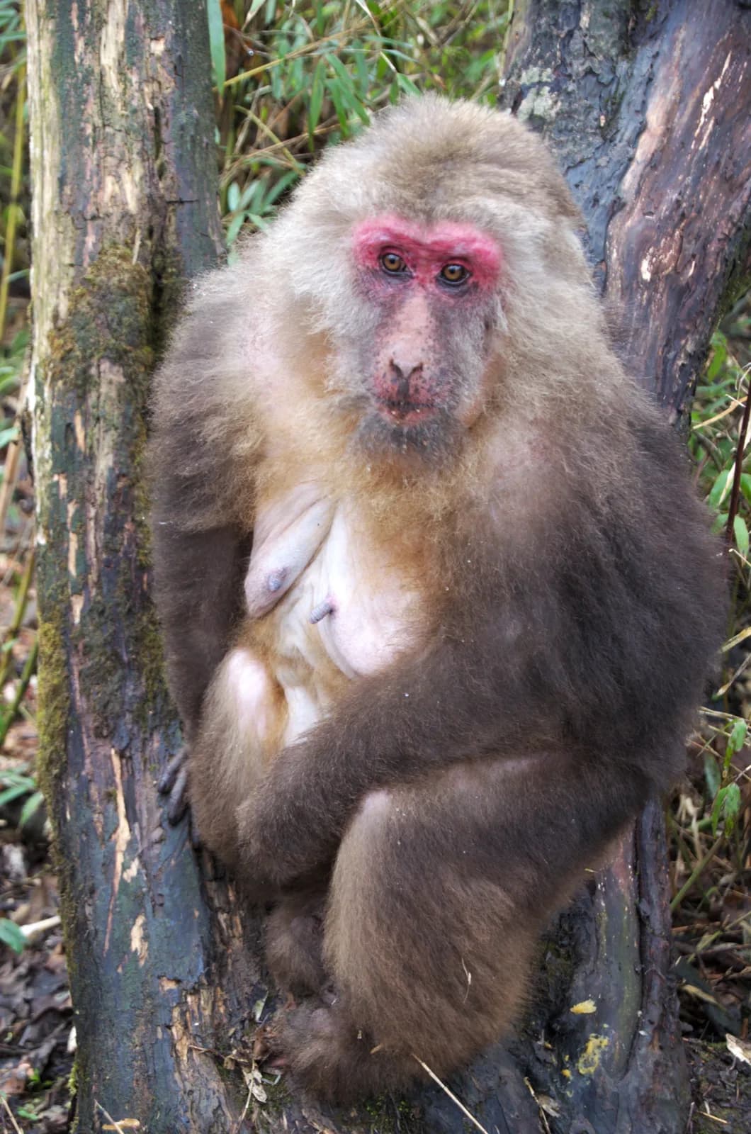 An adult Tibetan macaque sitting on a stone ledge on Mount Emei