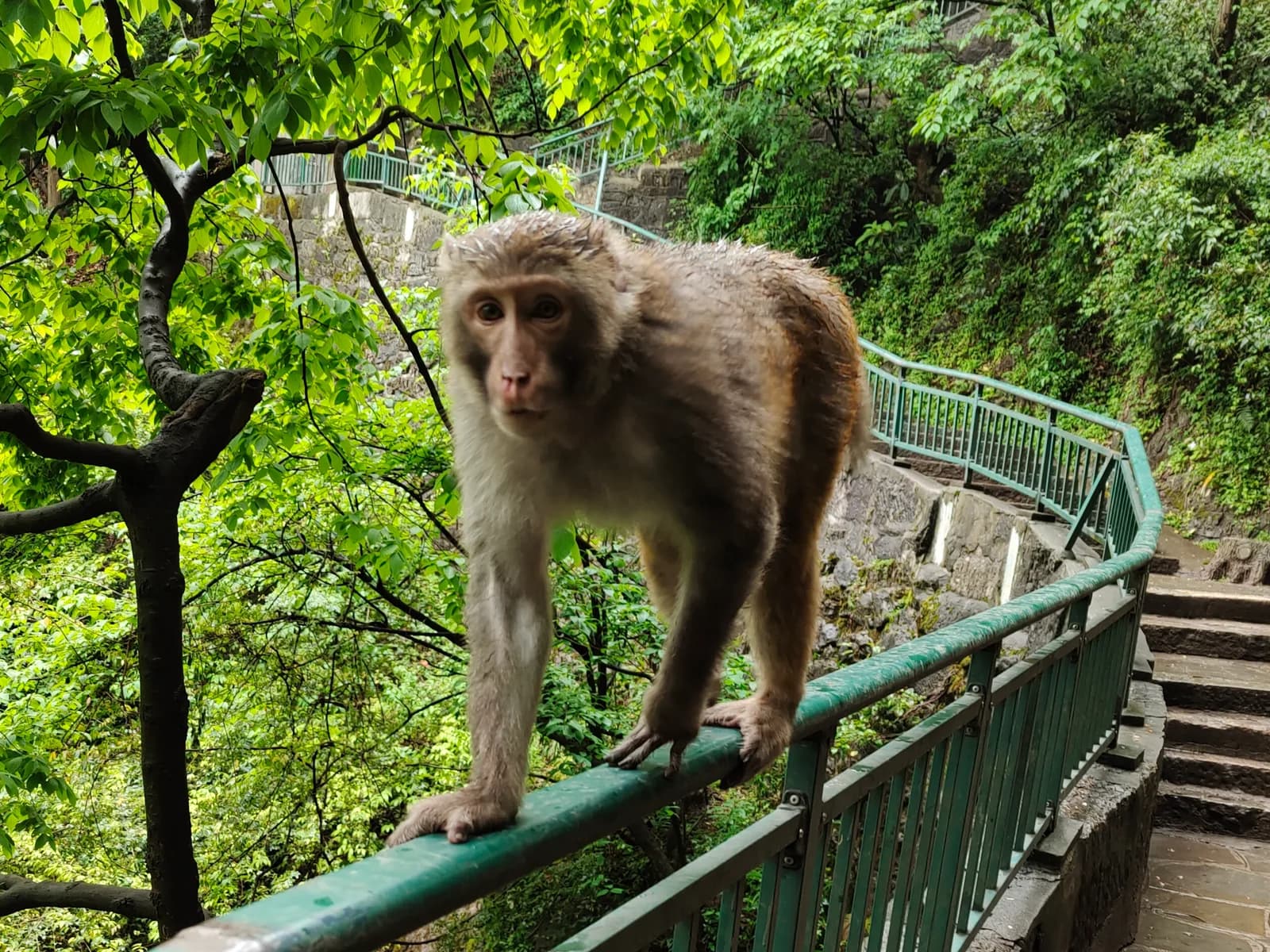 A wild rhesus macaque walking along a green railing beside the forest path at Qianling Park in Guiyang