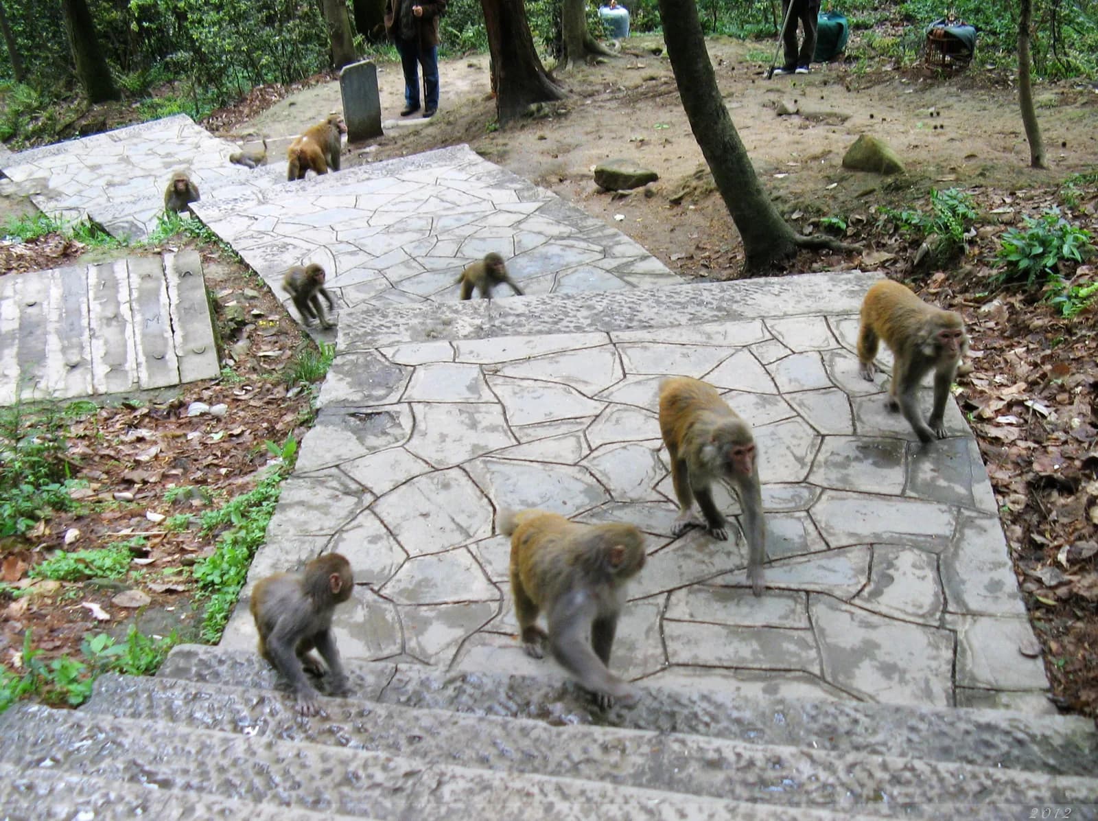 A troop of rhesus macaques spread across the stone steps of a forest path in Qianling Park, Guiyang