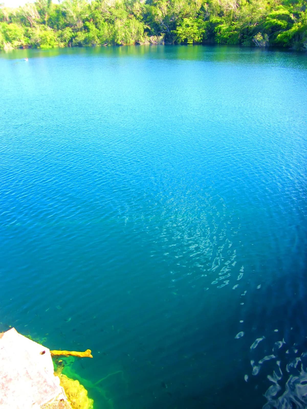 The deep blue circular water of Cenote Azul on the edge of Bacalar, Mexico, ringed by jungle