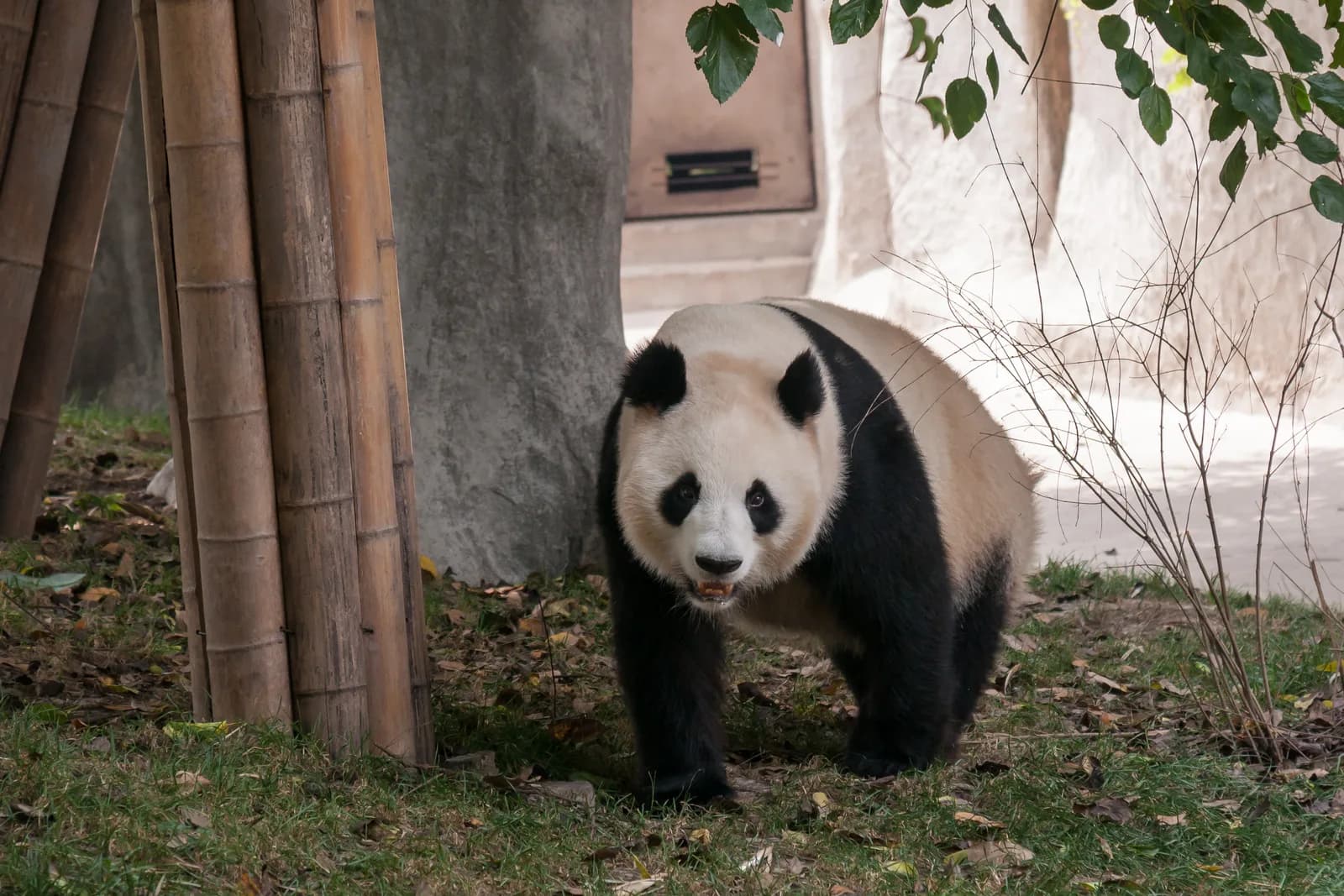 A giant panda lying on a wooden platform surrounded by bamboo at the Chengdu Research Base of Giant Panda Breeding