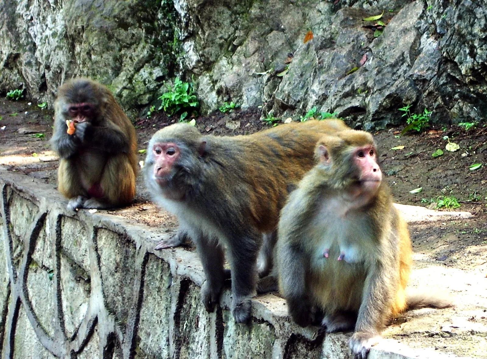 A wild rhesus macaque sitting on stonework in the forest of Qianling Mountain, Guiyang