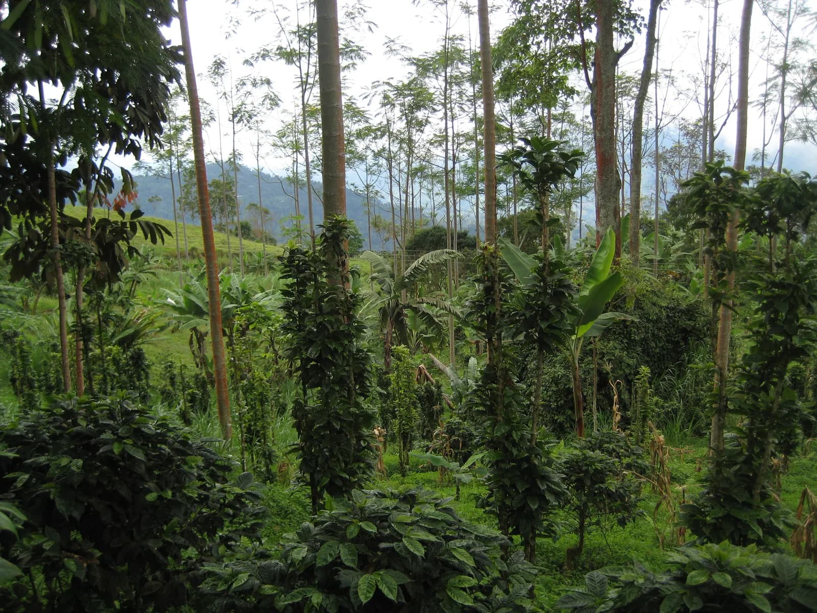 Shade-grown coffee plants growing under taller trees on a Colombian coffee farm