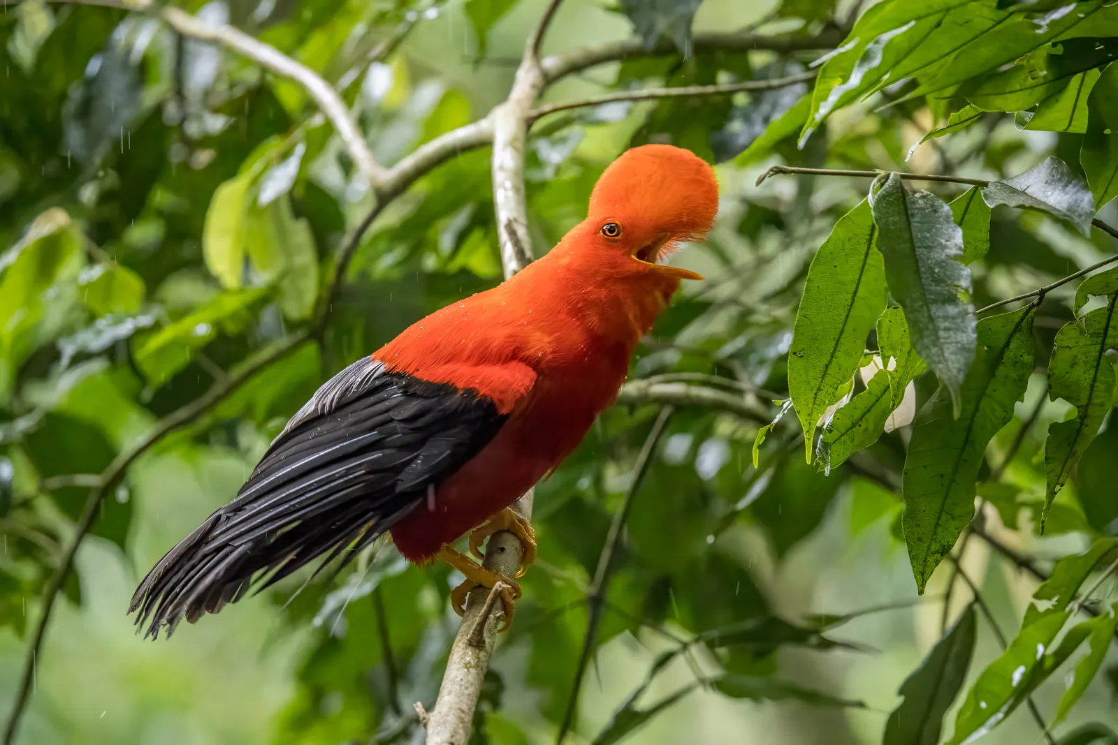 A male Andean cock-of-the-rock with vivid red-orange plumage photographed at the Jardín de Rocas reserve in Antioquia, Colombia