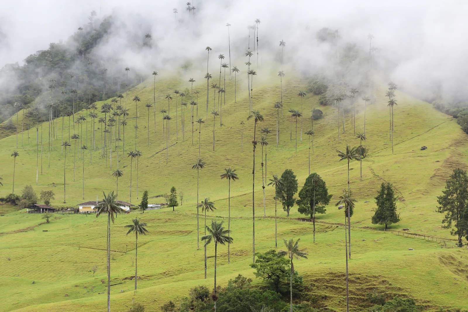 Things to Do in Salento: Cocora Valley, Coffee Farms, Tejo and the Town Itself