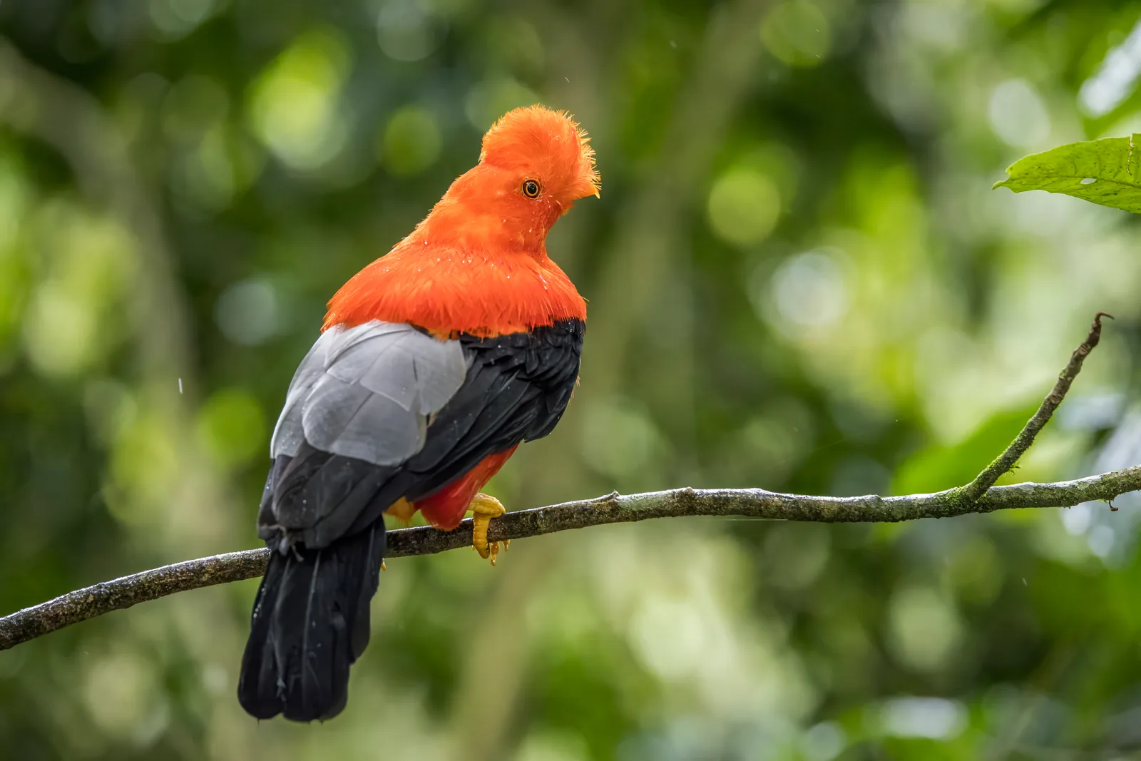 A male Andean cock-of-the-rock with brilliant red-orange plumage perched on a branch in Antioquia, Colombia