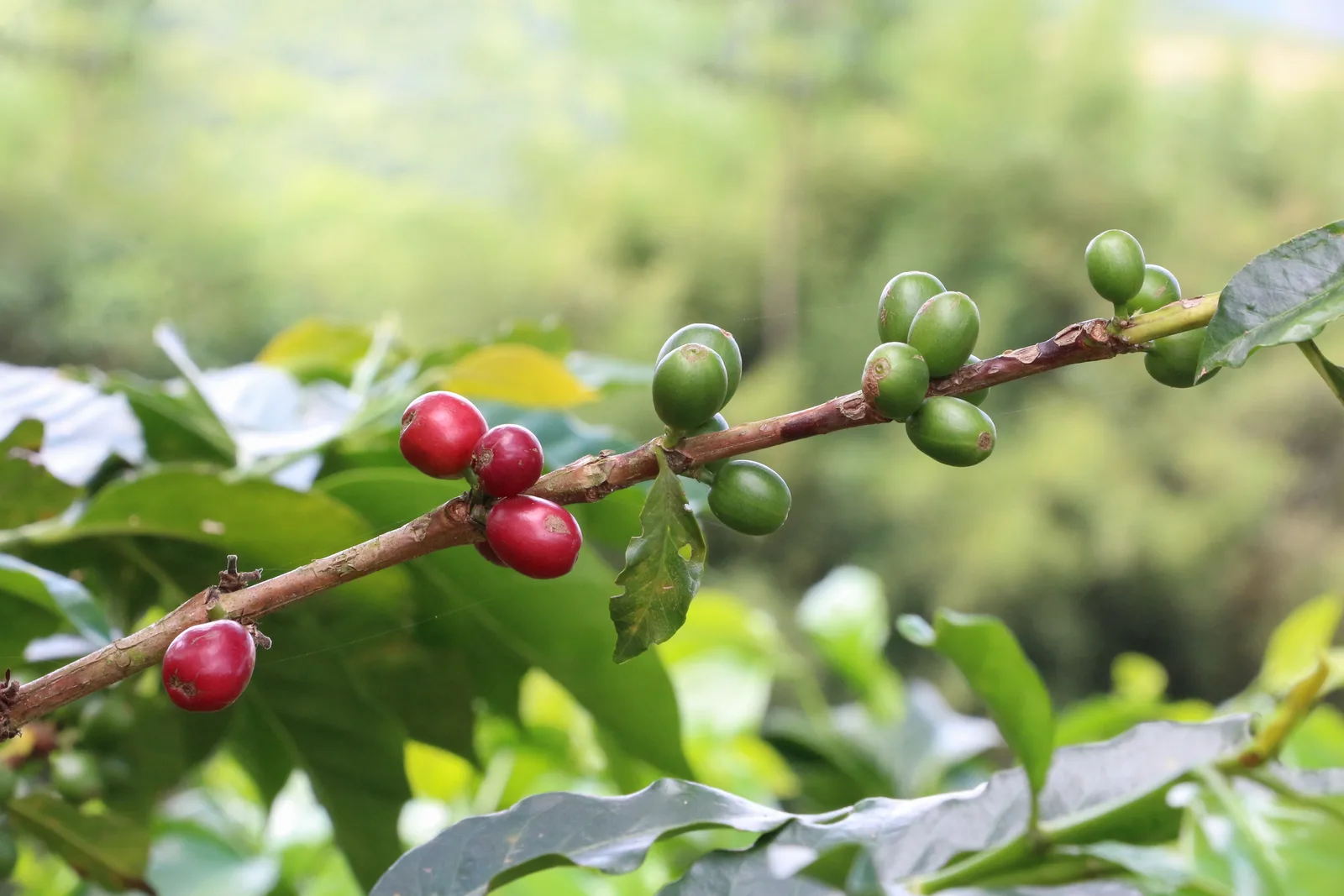 Ripe red and green coffee cherries growing on a branch at a Colombian coffee farm