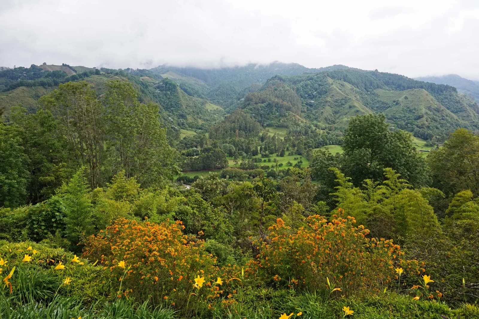 Towering Quindío wax palms scattered across the green hills of the Cocora Valley near Salento, Colombia